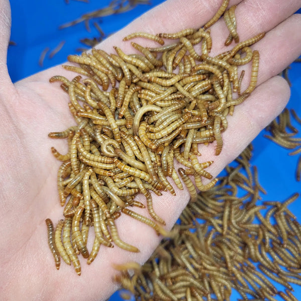 Large Mealworms