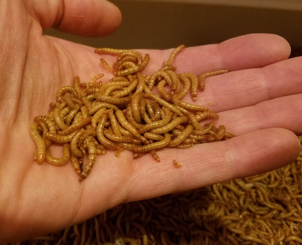 Mealworm Farm Kit