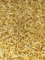 Mealworm Mites - what are they and how to deal with them