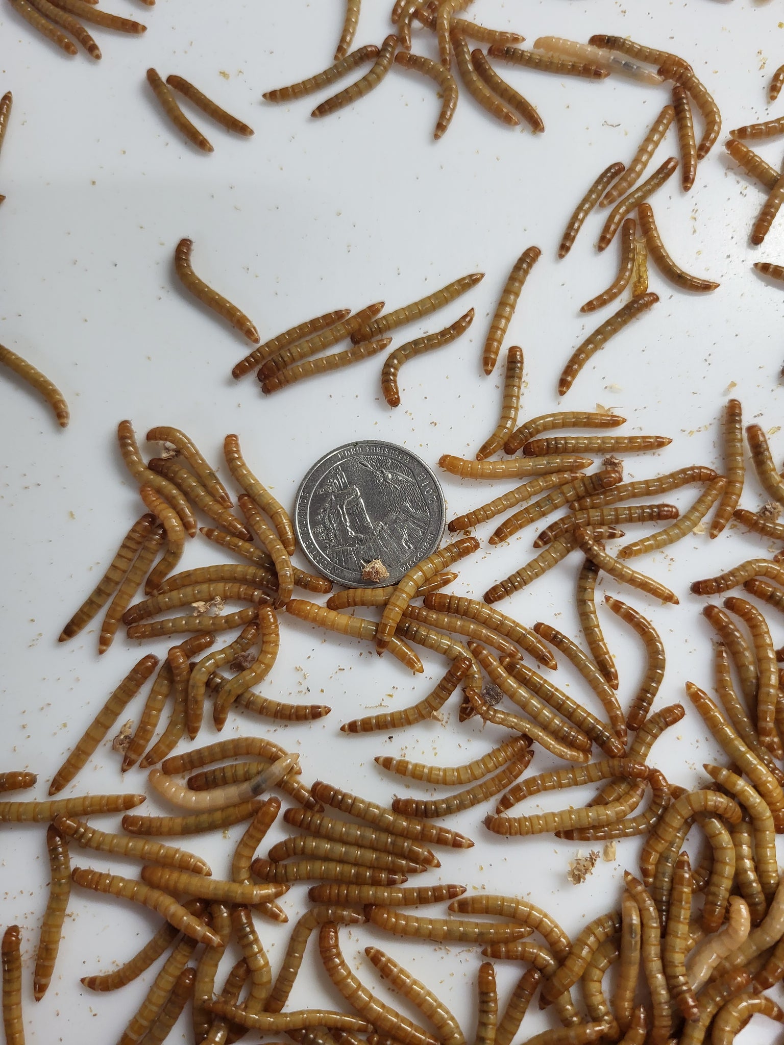 Large Mealworms - UPS shipping