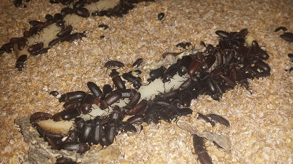 2 week old Darkling Beetles