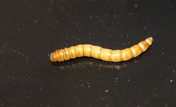A live mealworm on a black background.