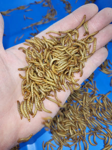 Large Mealworms