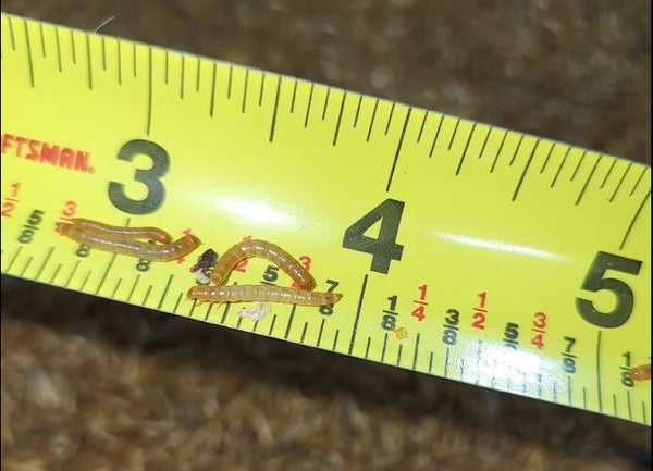 Small mealworms next to a yellow measuring tape displaying small mealworms approximately half an inch in length.