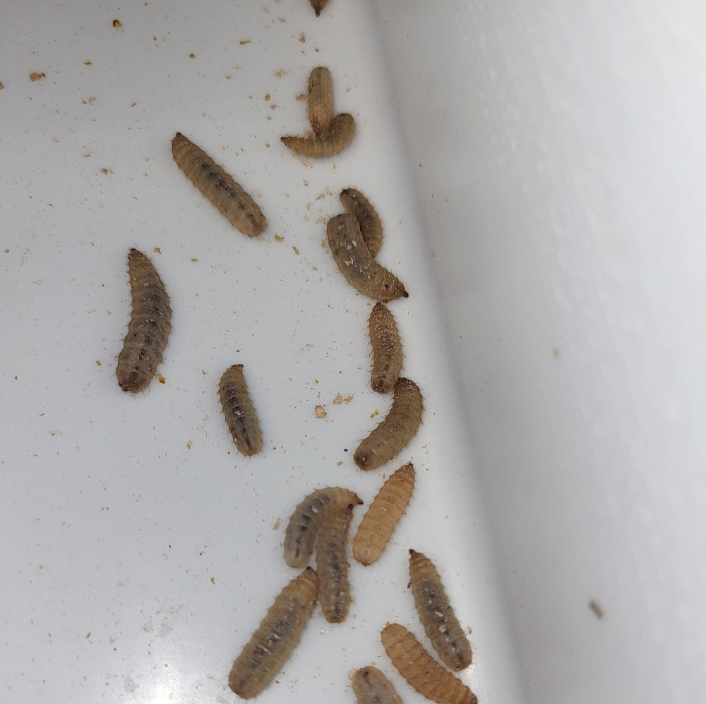Soldier Fly Larvae