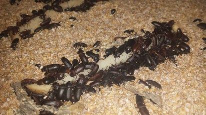 Feeders - Retired Beetles