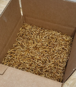 One Pound Dehydrated Mealworms